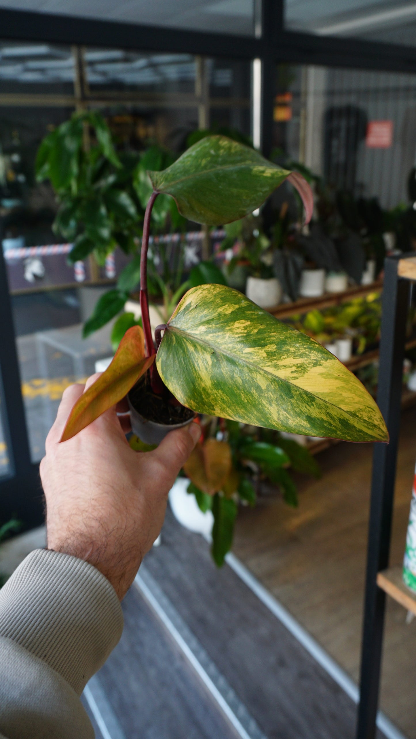 Philodendron-Erdbeer-Shake