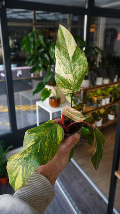 Philodendron-Erdbeer-Shake