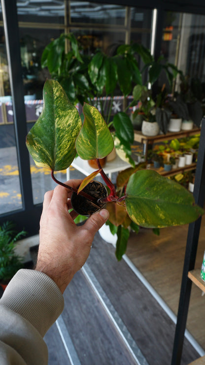 Philodendron-Erdbeer-Shake