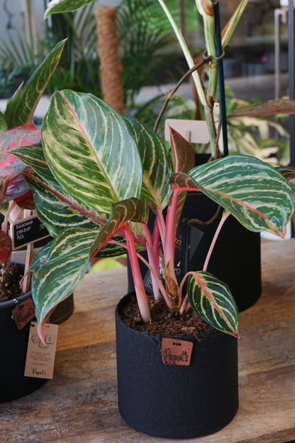 Plante d'intérieur aglaonema dreamcatcher studio plantes rares strasbourg 