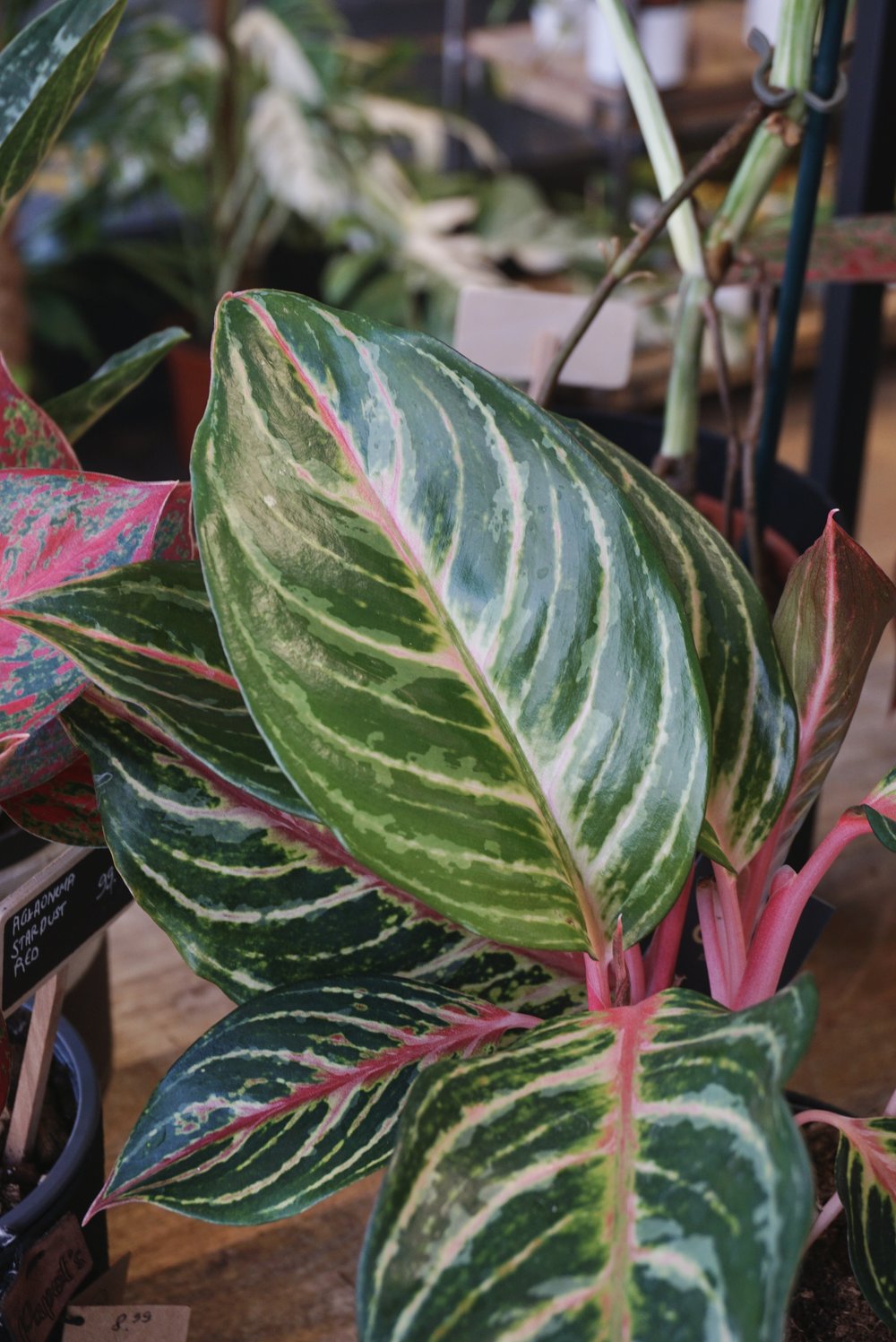 Plante d'intérieur aglaonema dreamcatcher studio plantes rares strasbourg detail leaf view