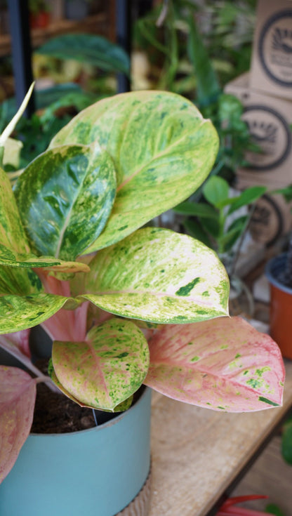 Plante d'intérieur aglaonema apple fantasy studio plantes rares strasbourg detail leaf view