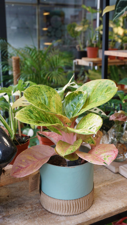 Plante d'intérieur aglaonema apple fantasy studio plantes rares strasbourg 