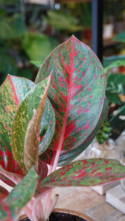 Plante d'intérieur aglaonema dark pink star studio plantes rares strasbourg detail view