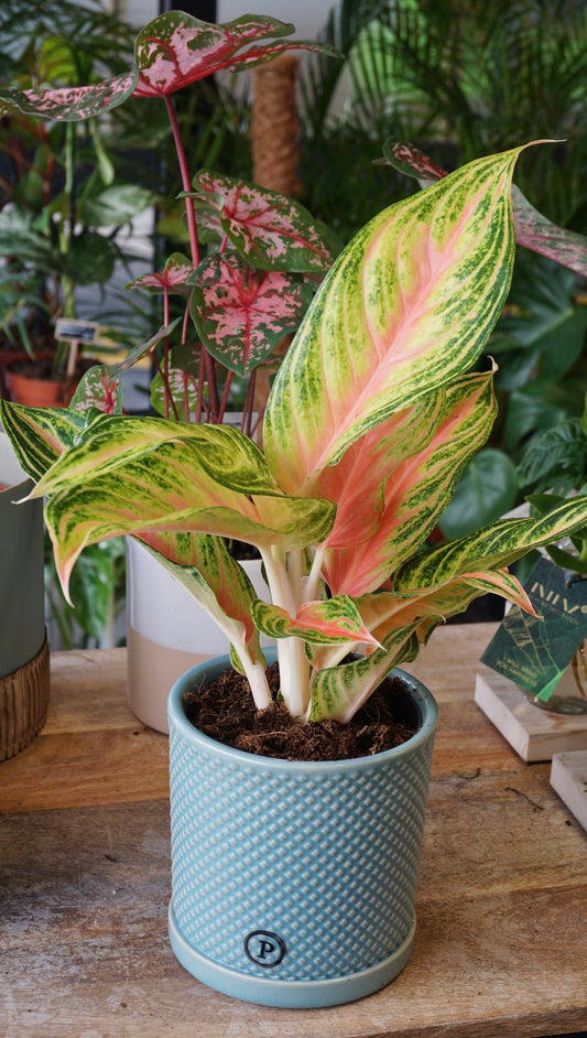 Plante d'intérieur aglaonema eyecatcher studio plantes rares strasbourg 