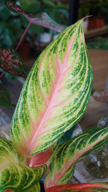 Plante d'intérieur aglaonema eyecatcher studio plantes rares strasbourg detail leaf view