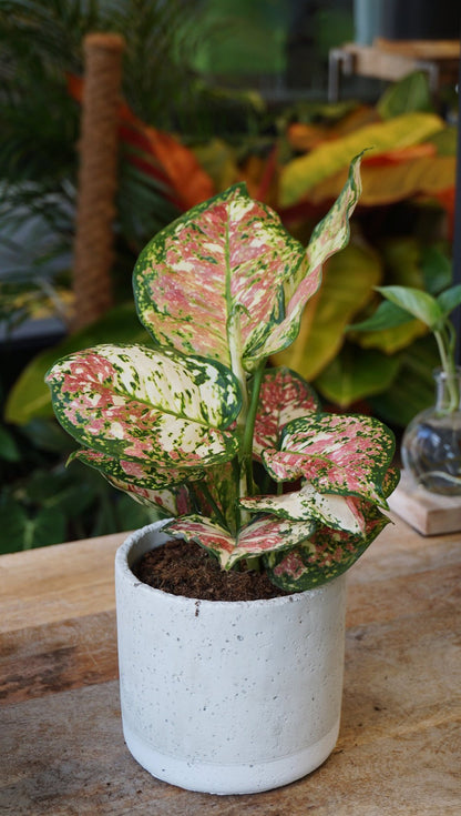 Plante d'intérieur aglaonema jazzy red studio plantes rares strasbourg 