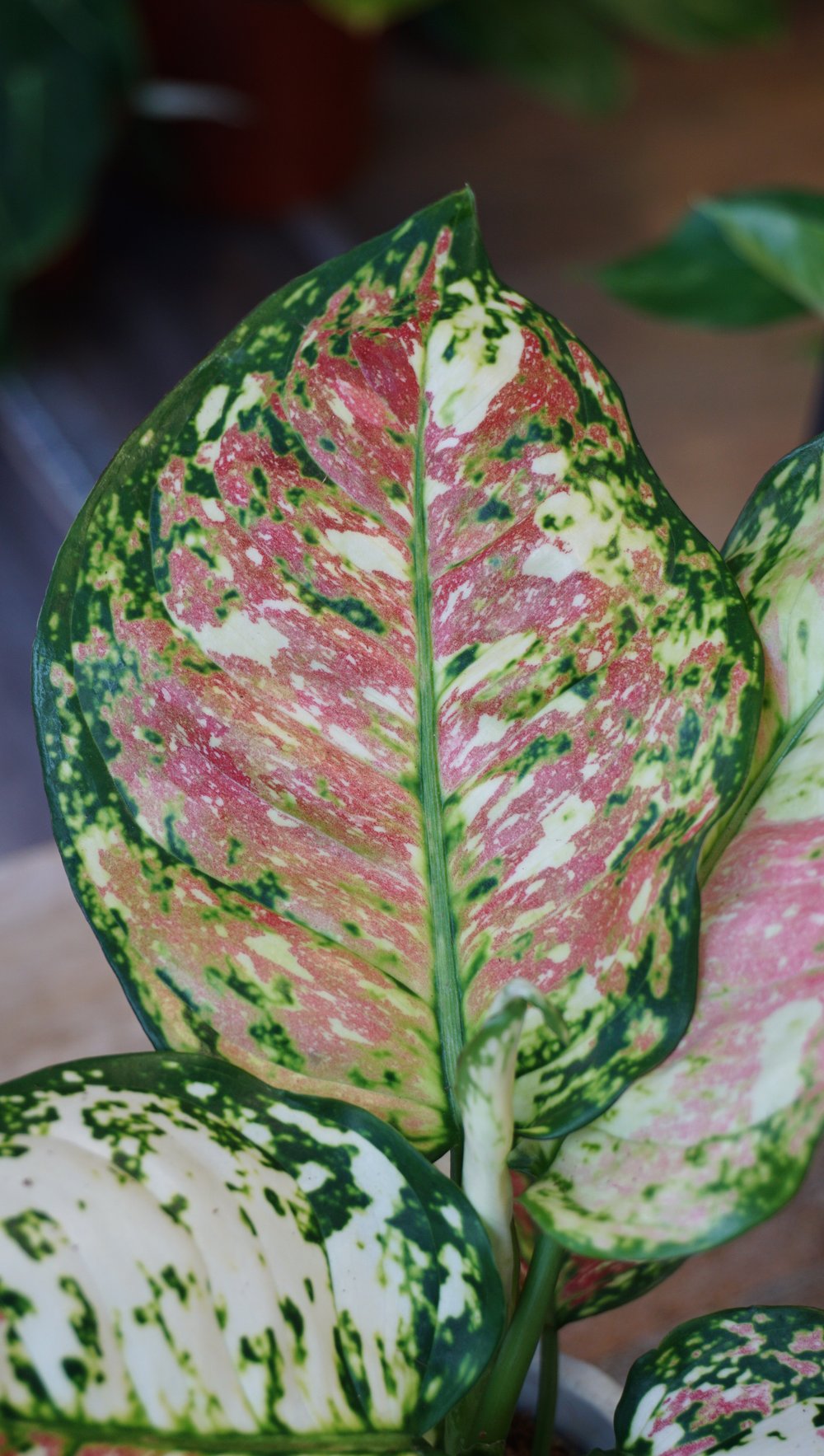 Plante d'intérieur aglaonema jazzy red studio plantes rares strasbourg leaf detail view