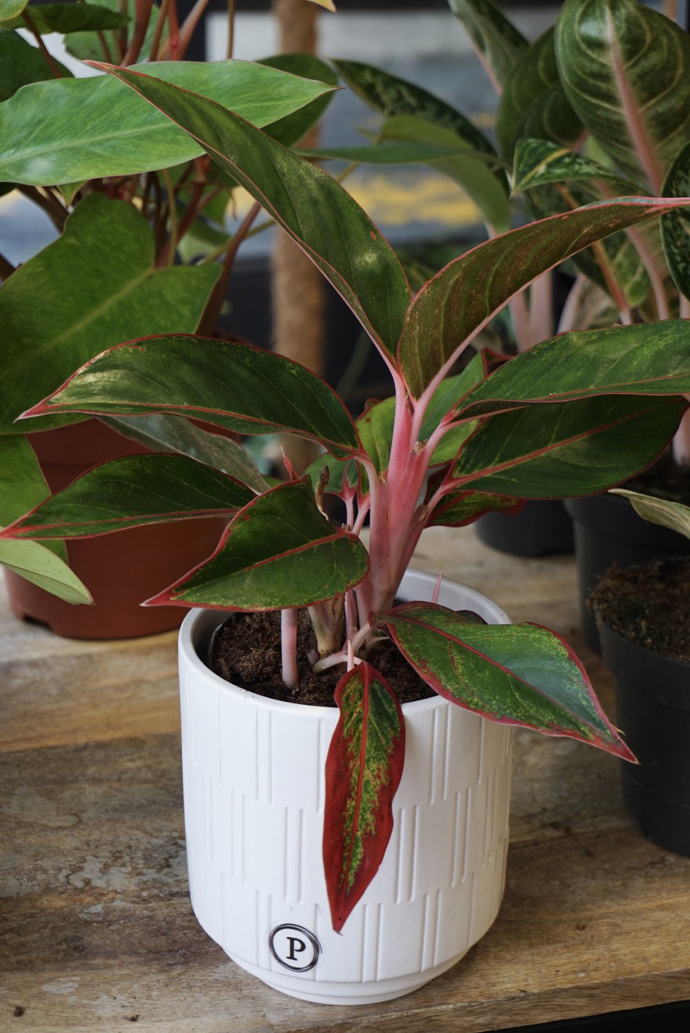 Plante d'intérieur aglaonema jungle red studio plantes rares strasbourg 