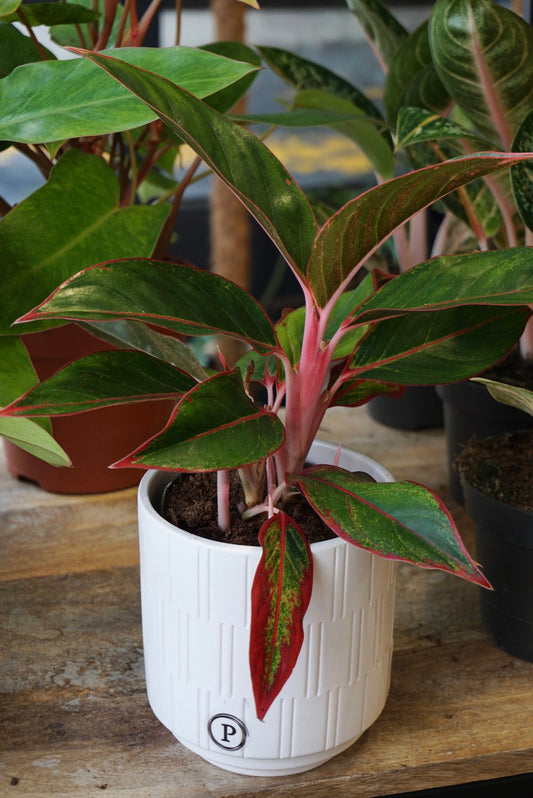 Plante d'intérieur aglaonema jungle red studio plantes rares strasbourg 