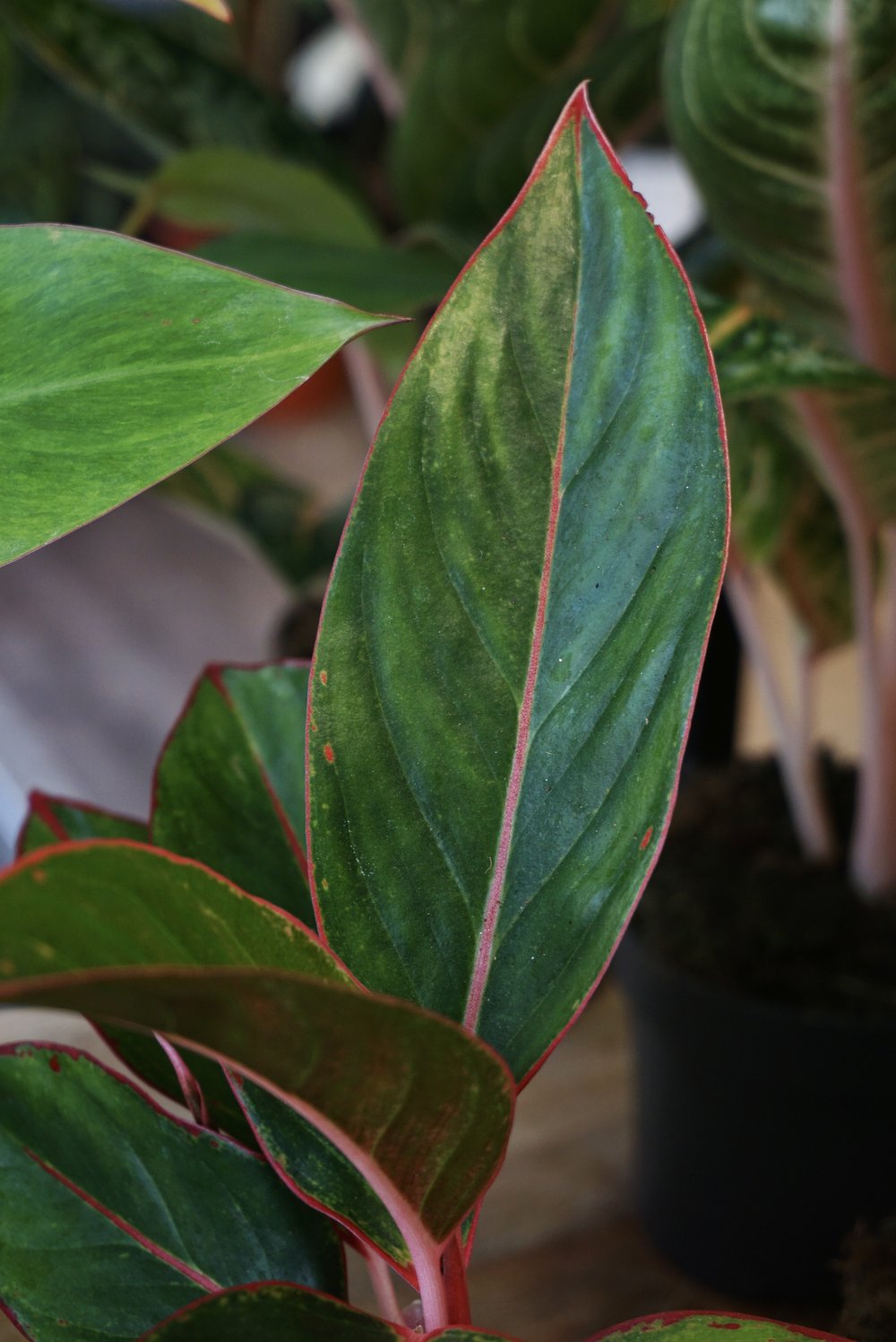 Plante d'intérieur aglaonema jungle red studio plantes rares strasbourg detail leaf view