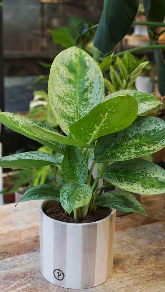 Plante d'intérieur aglaonema lemon mint studio plantes rares strasbourg 