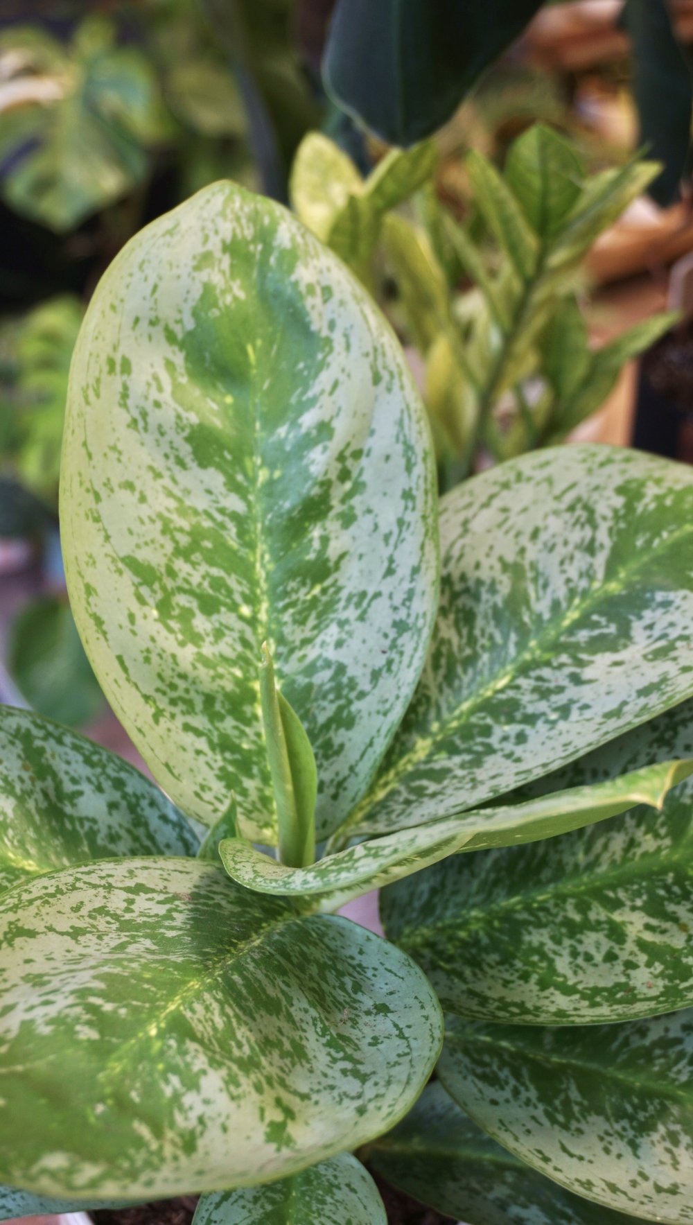 Plante d'intérieur aglaonema lemon mint studio plantes rares strasbourg detail leaf view