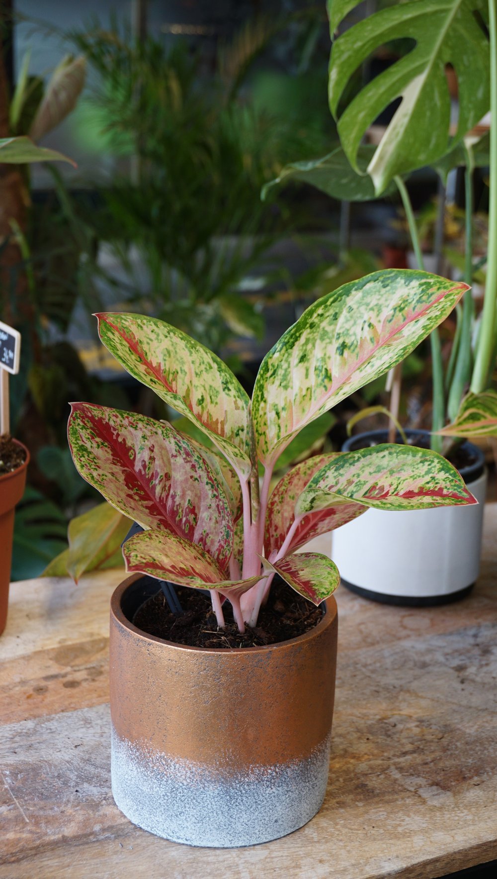 Plante d'intérieur aglaonema painted celebration studio plantes rares strasbourg 