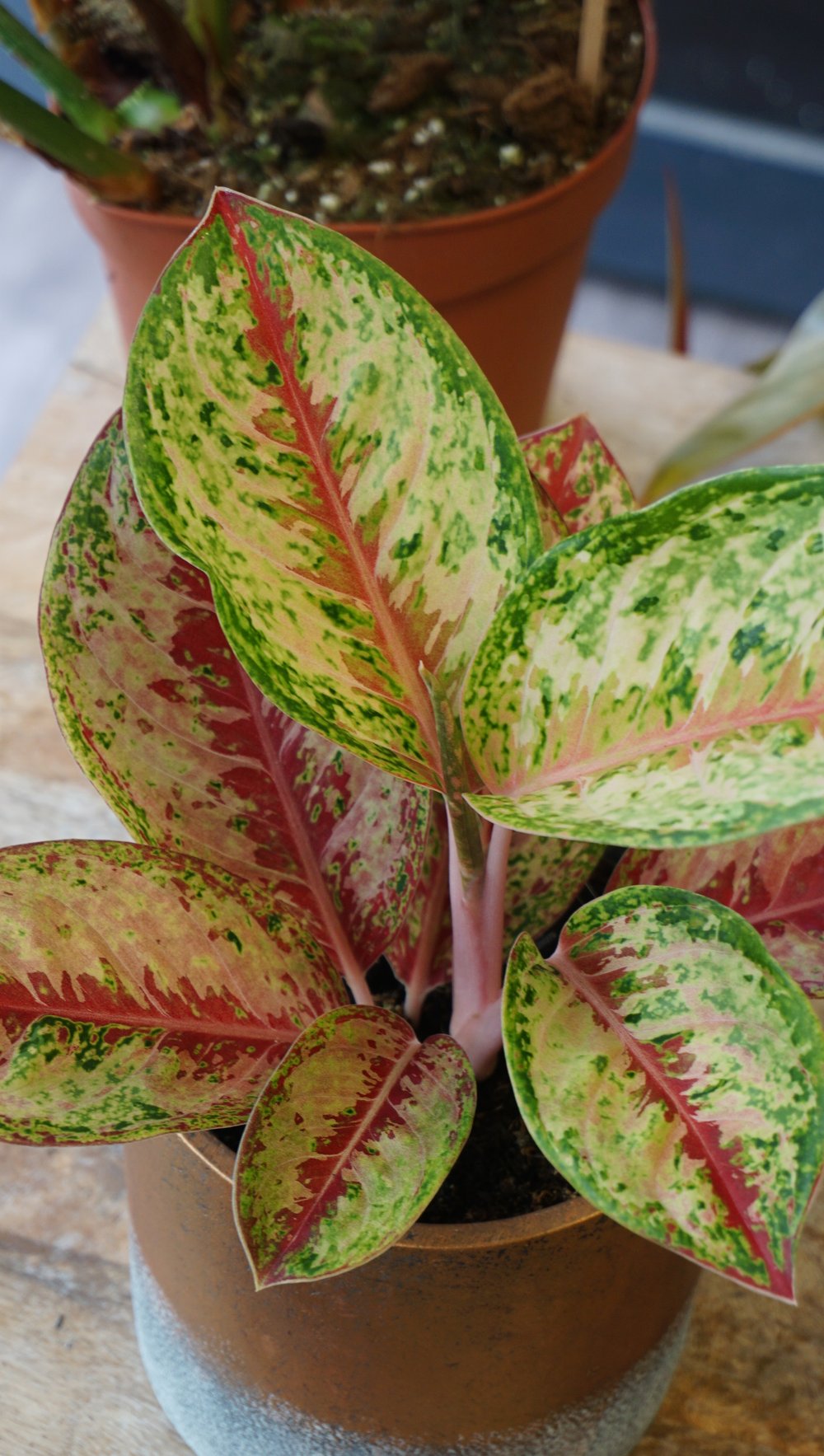 Plante d'intérieur aglaonema painted celebration studio plantes rares strasbourg détail feuille