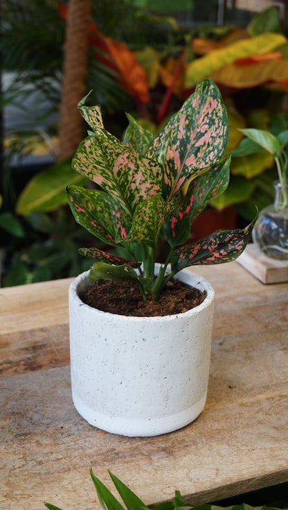 aglaonema pink leopard studio plantes rares shop strasbourg jungle jardinerie