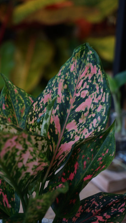 aglaonema pink leopard studio plantes rares shop strasbourg jungle jardinerie leaf details