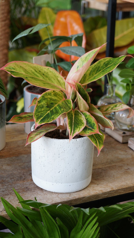 aglaonema salmon fantasy studio plantes rares shop strasbourg jungle jardinerie overall shot