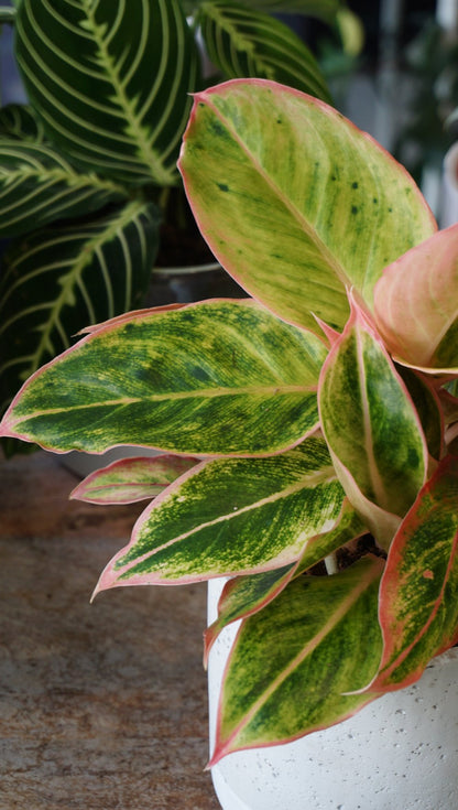 aglaonema salmon fantasy studio plantes rares shop strasbourg jungle jardinerie