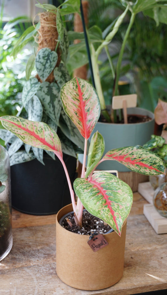 aglaonema sweet dreams studio plantes rares shop strasbourg jungle jardinerie