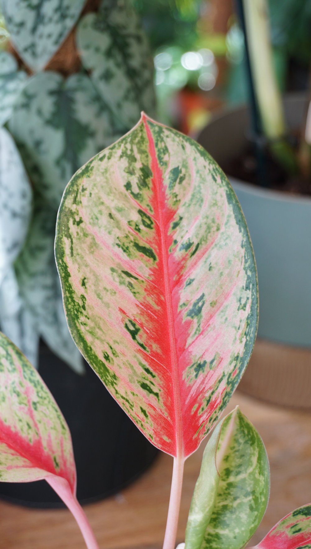 aglaonema sweet dreams studio plantes rares shop strasbourg jungle jardinerie leaf detail