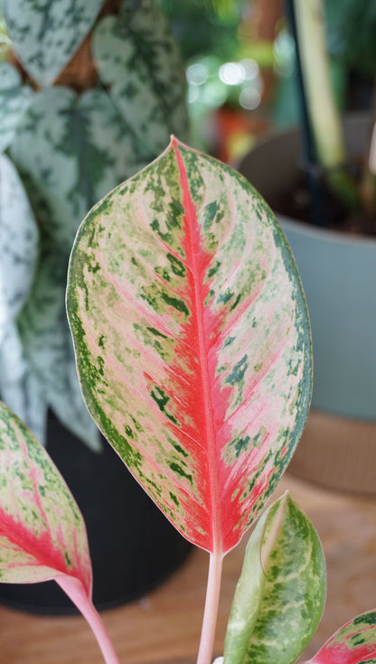 aglaonema sweet dreams studio plantes rares shop strasbourg jungle jardinerie leaf detail