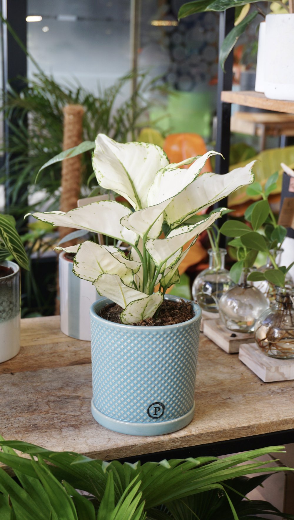 aglaonema white joy studio plantes rares shop strasbourg jungle jardinerie