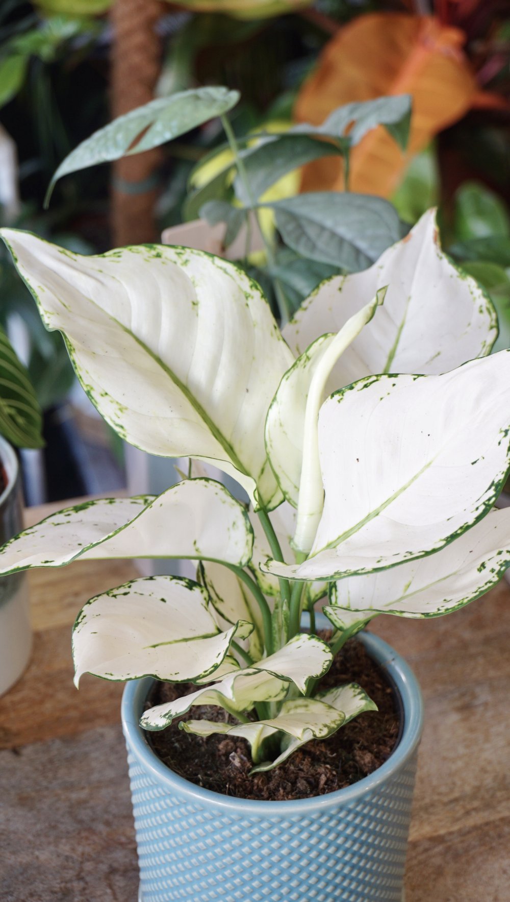 aglaonema white joy studio plantes rares shop strasbourg jungle jardinerie detail