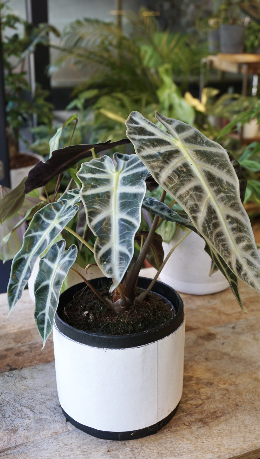 Alocasia Bambino