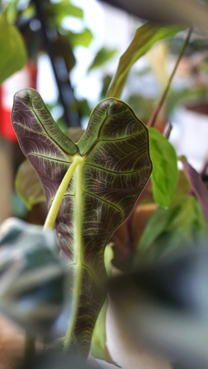 Alocasia Bambino