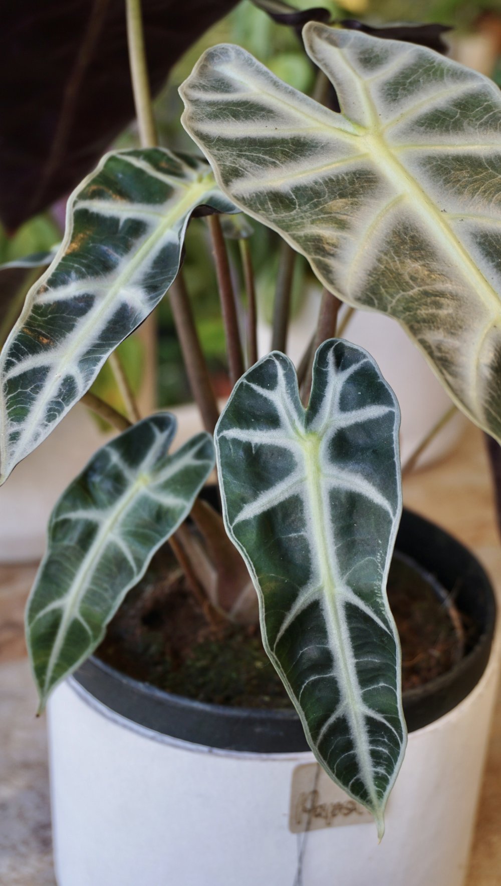 Alocasia Bambino