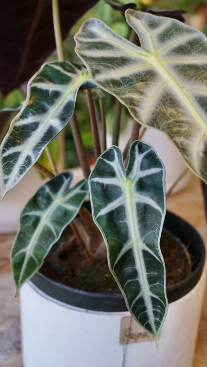 Alocasia Bambino