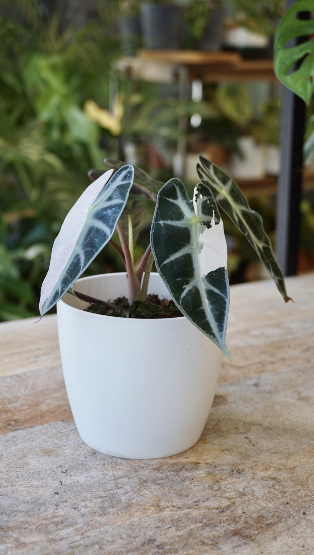 Alocasia Bambino Pink Variegata studio plantes rares shop strasbourg jungle jardinerie