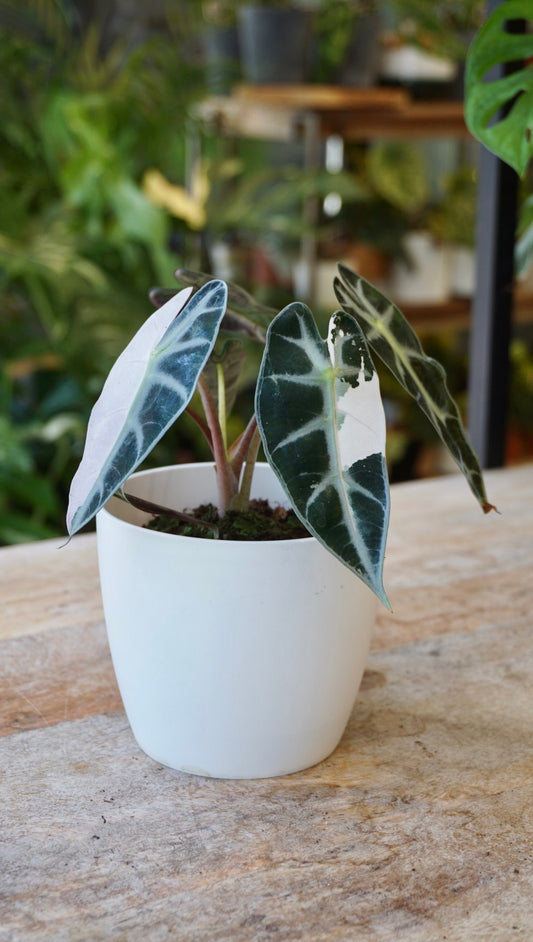 Alocasia Bambino Pink Variegata studio plantes rares shop strasbourg jungle jardinerie