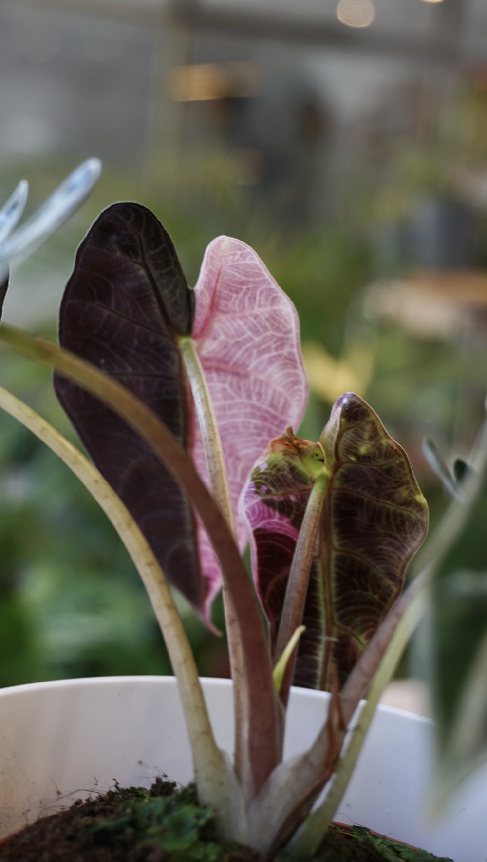 alocasia bambino variegata studio plantes rares shop strasbourg jungle jardinerie detail 2