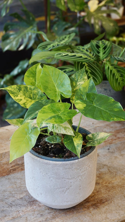 alocasia gageana aurea variegata studio plantes rares shop strasbourg jungle jardinerie