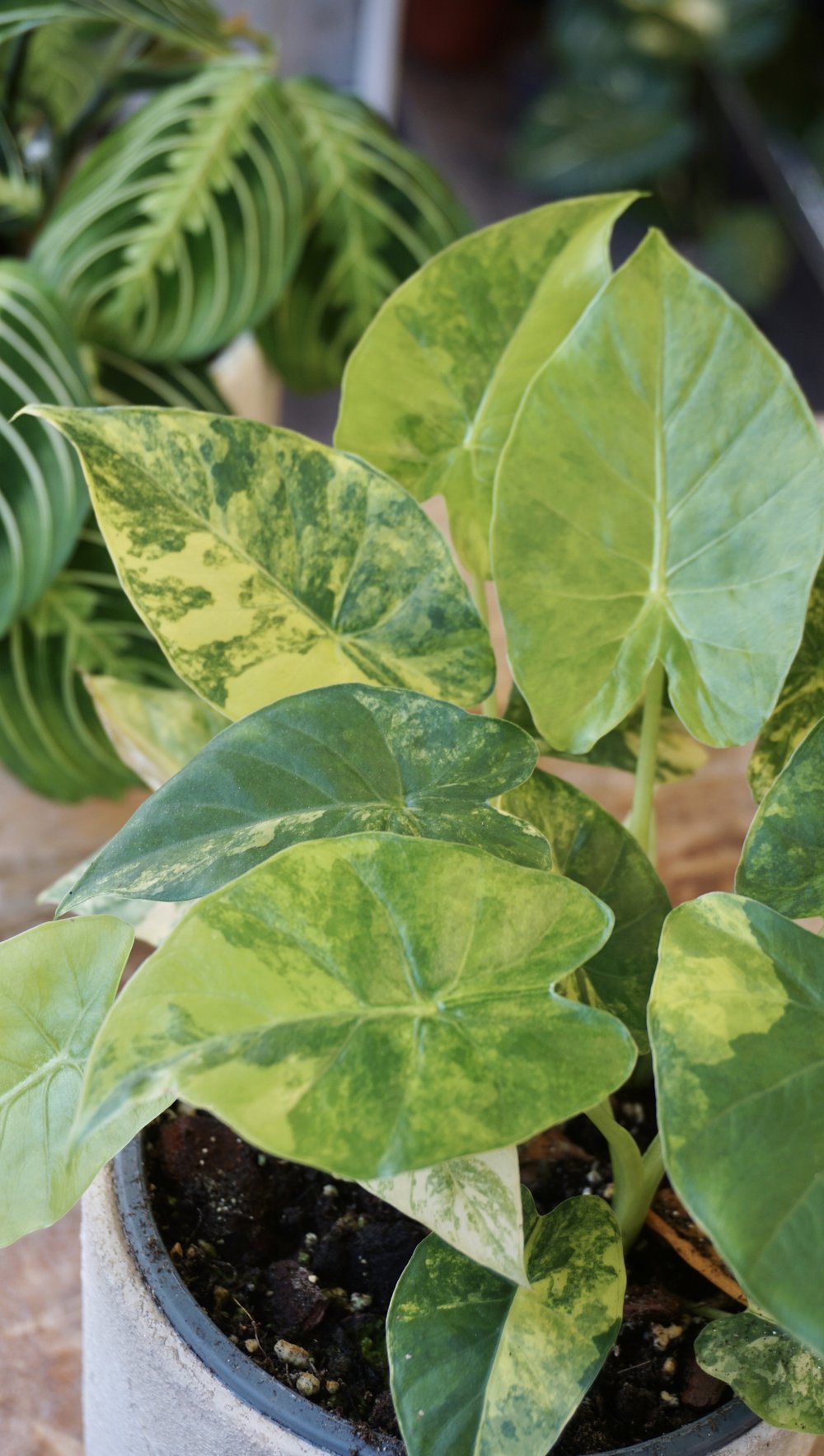 alocasia gageana aurea variegata studio plantes rares shop strasbourg jungle jardinerie leaf details