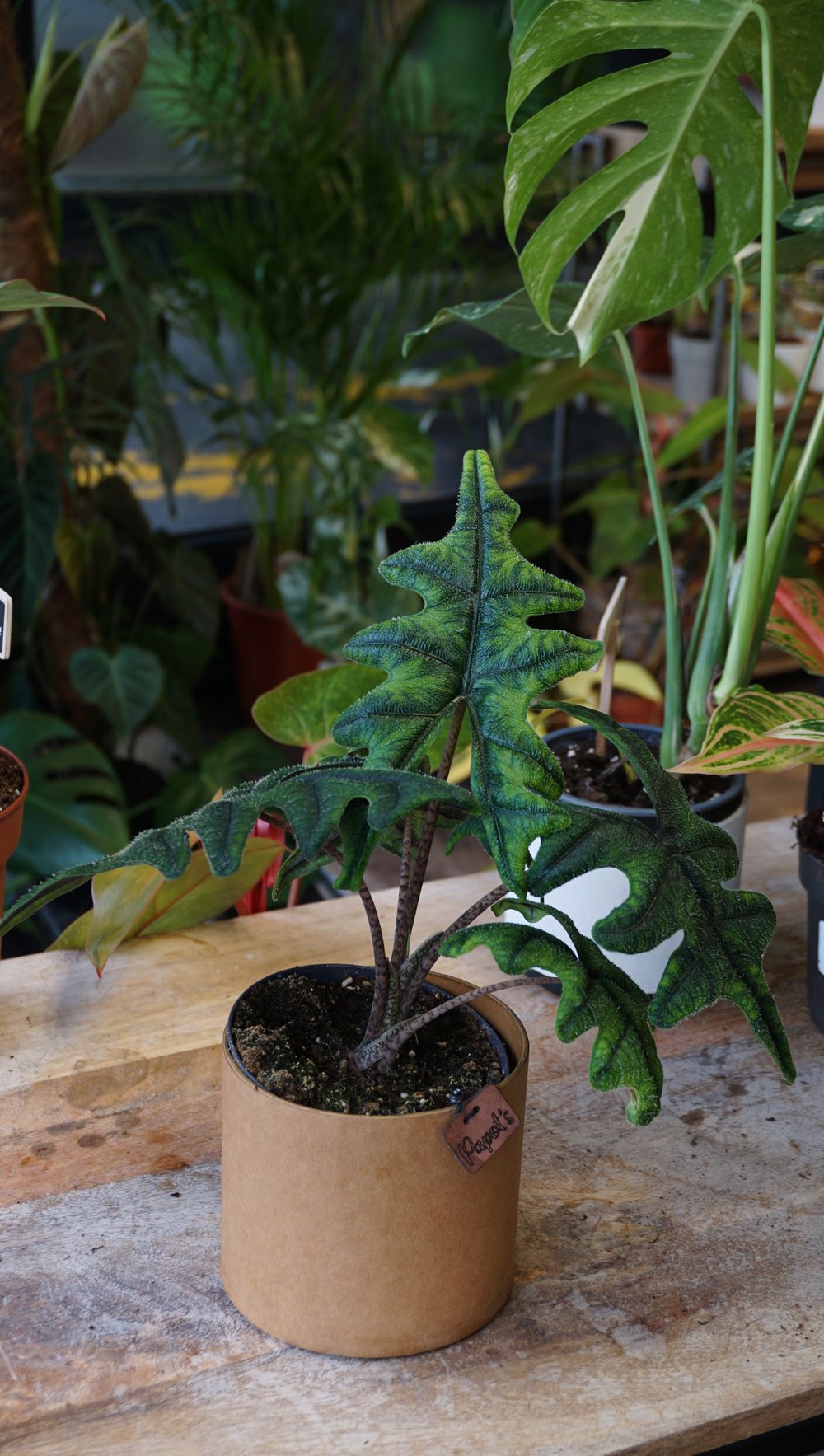 alocasia jacklyn tandurusa studio plantes rares shop strasbourg jungle jardinerie