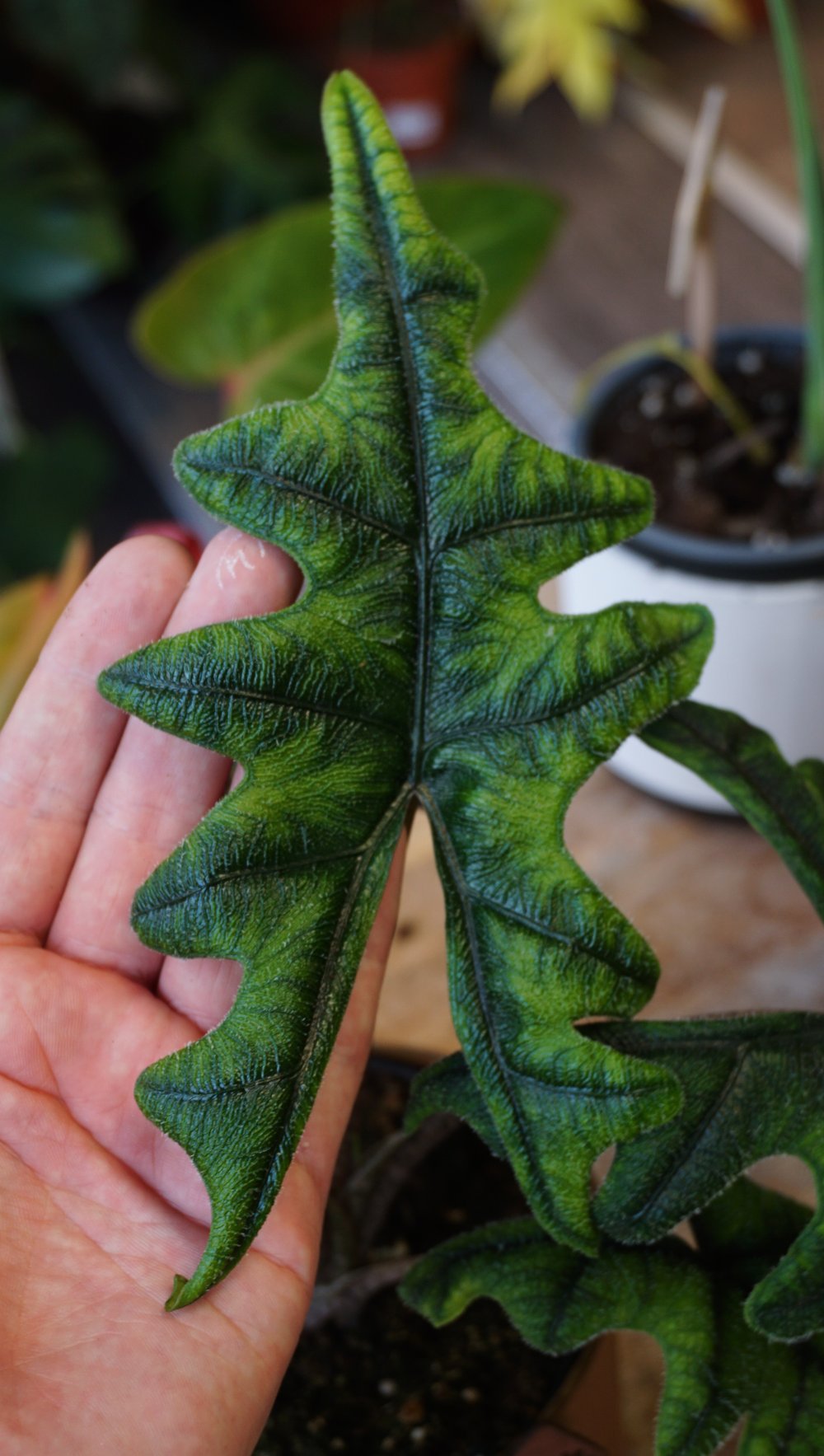 alocasia jacklyn tandurusa studio plantes rares shop strasbourg jungle jardinerie leaf details