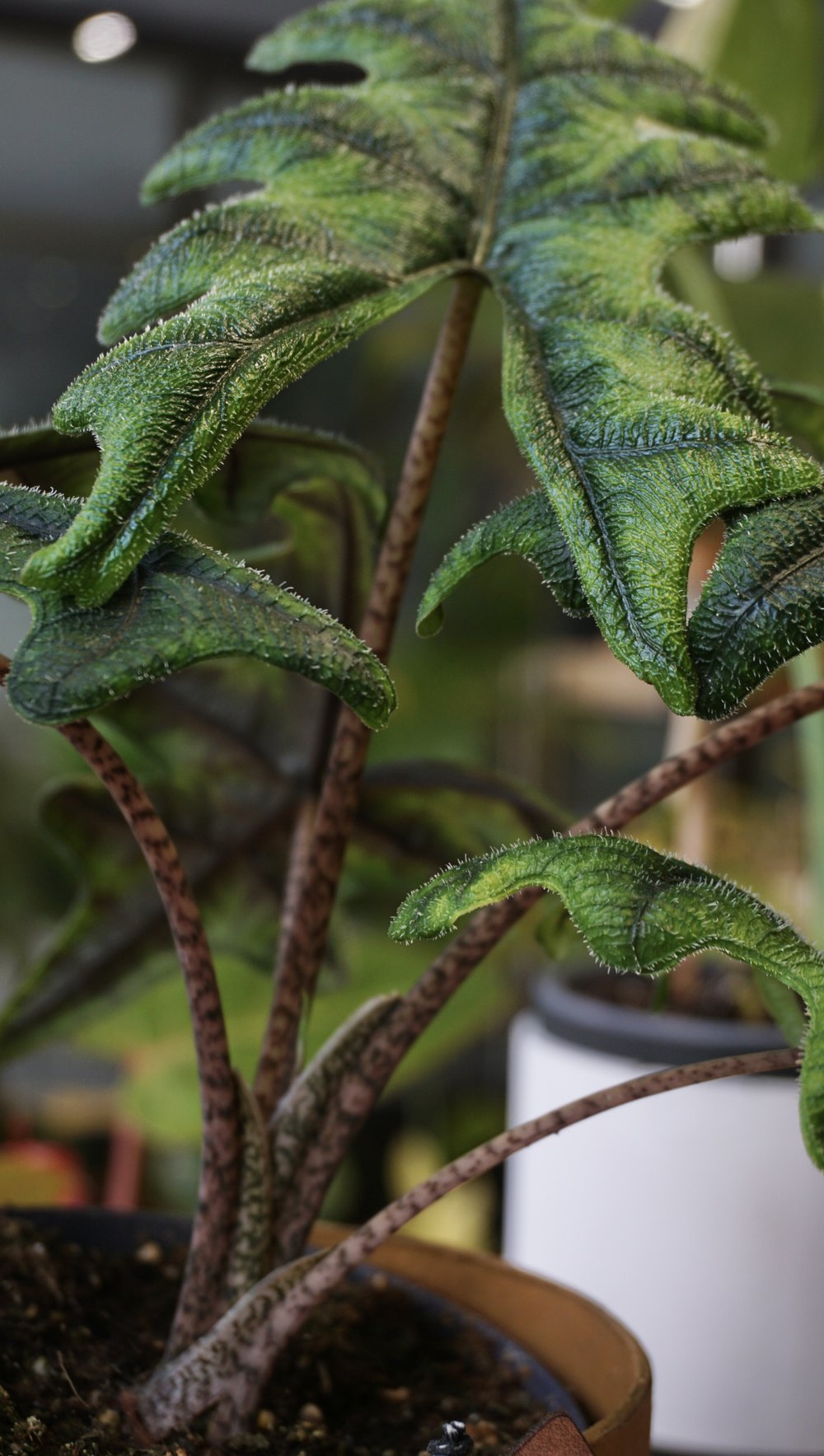 alocasia jacklyn tandurusa studio plantes rares shop strasbourg jungle jardinerie stem details