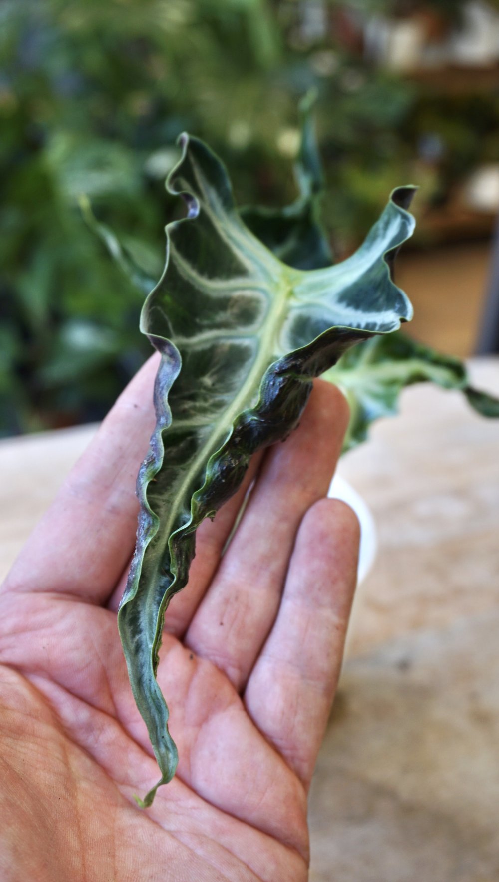 alocasia loco venom studio plantes rares shop strasbourg jungle jardinerie leaf detail