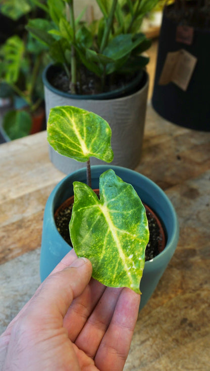 alocasia colocasia new guinea gold studio plantes rares shop strasbourg jungle jardinerie second angle