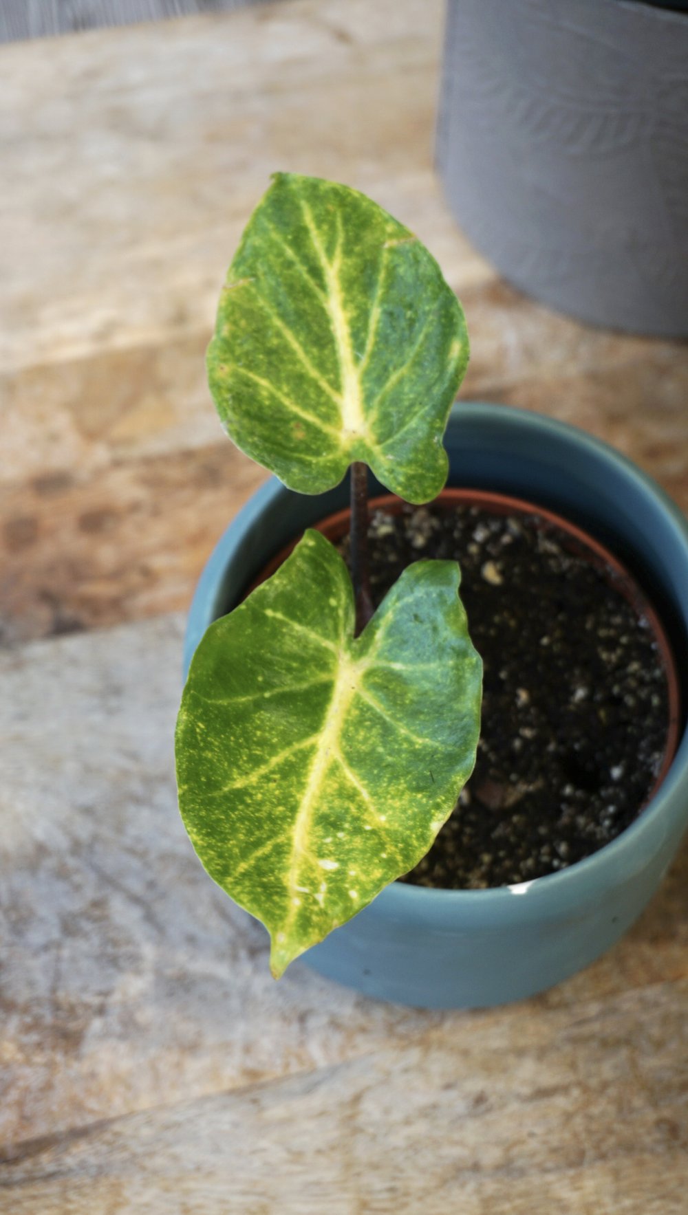 alocasia colocasia new guinea gold studio plantes rares shop strasbourg jungle jardinerie