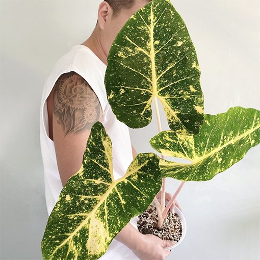 alocasia colocasia new guinea gold studio plantes rares shop strasbourg jungle jardinerie mature example credit