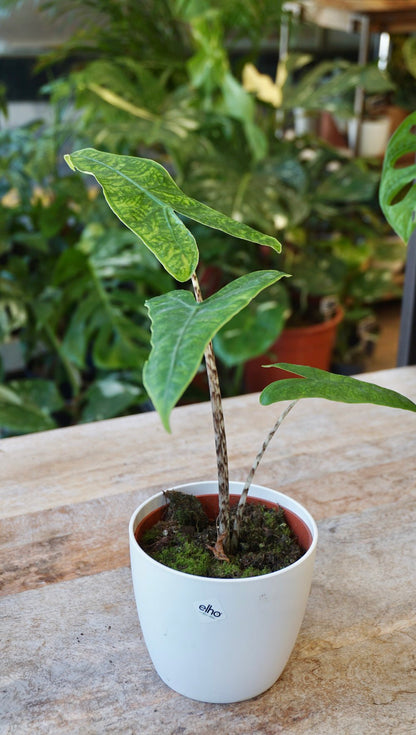 alocasia reticulata studio plantes rares shop strasbourg jungle jardinerie