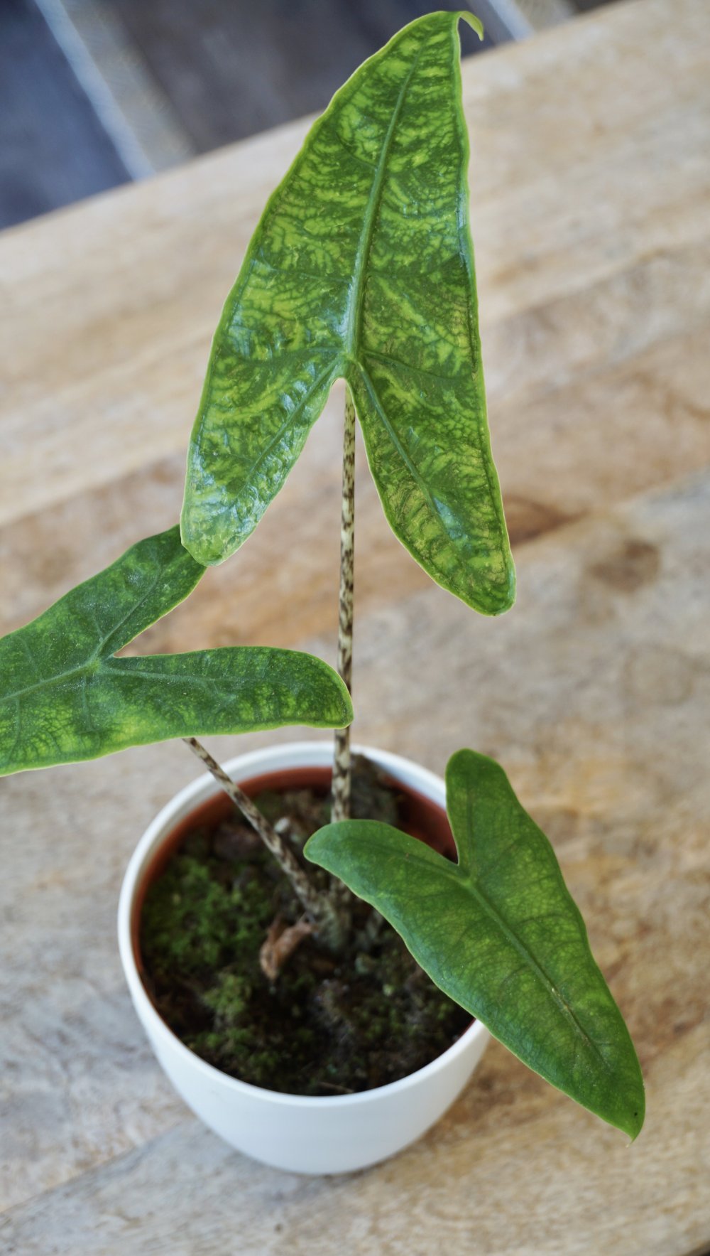 alocasia reticulata studio plantes rares shop strasbourg jungle jardinerie leaf details