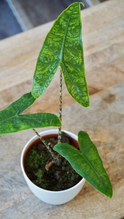 alocasia reticulata studio plantes rares shop strasbourg jungle jardinerie leaf details