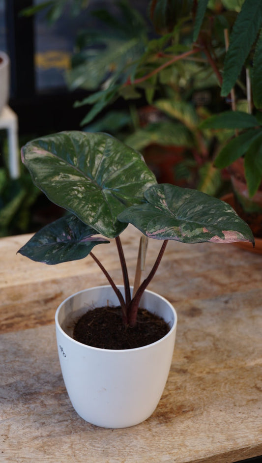 alocasia yucatan princess variegata pink  studio plantes rares shop strasbourg jungle jardinerie