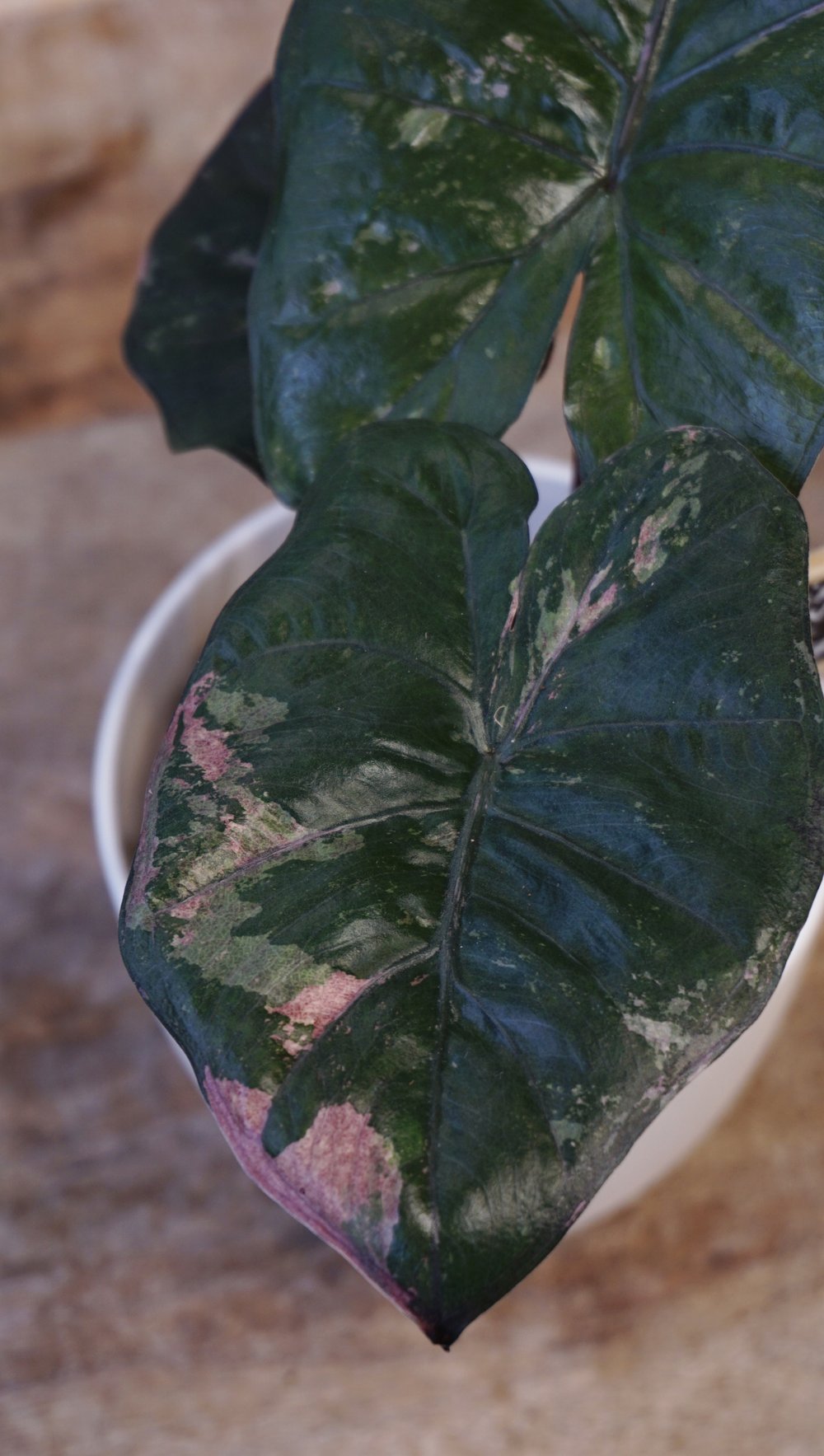 alocasia yucatan princess variegata pink  studio plantes rares shop strasbourg jungle jardinerie detail