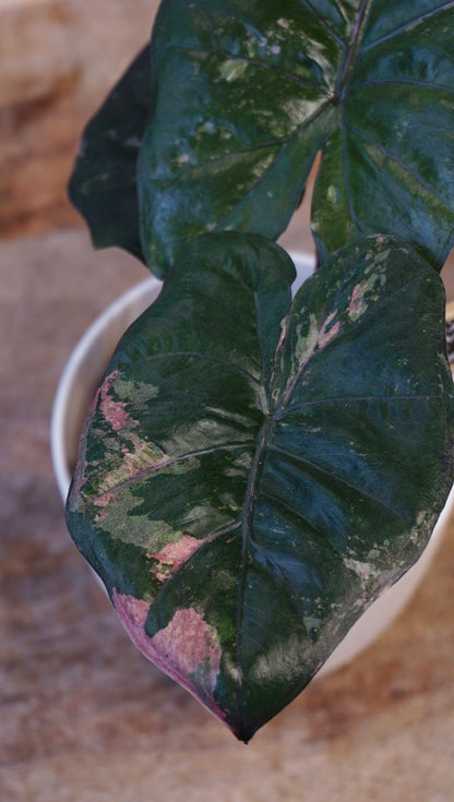 alocasia yucatan princess variegata pink  studio plantes rares shop strasbourg jungle jardinerie detail